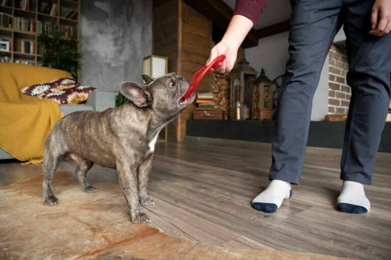 training your french bulldog