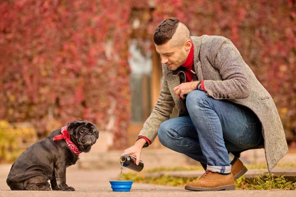 training my french bulldog