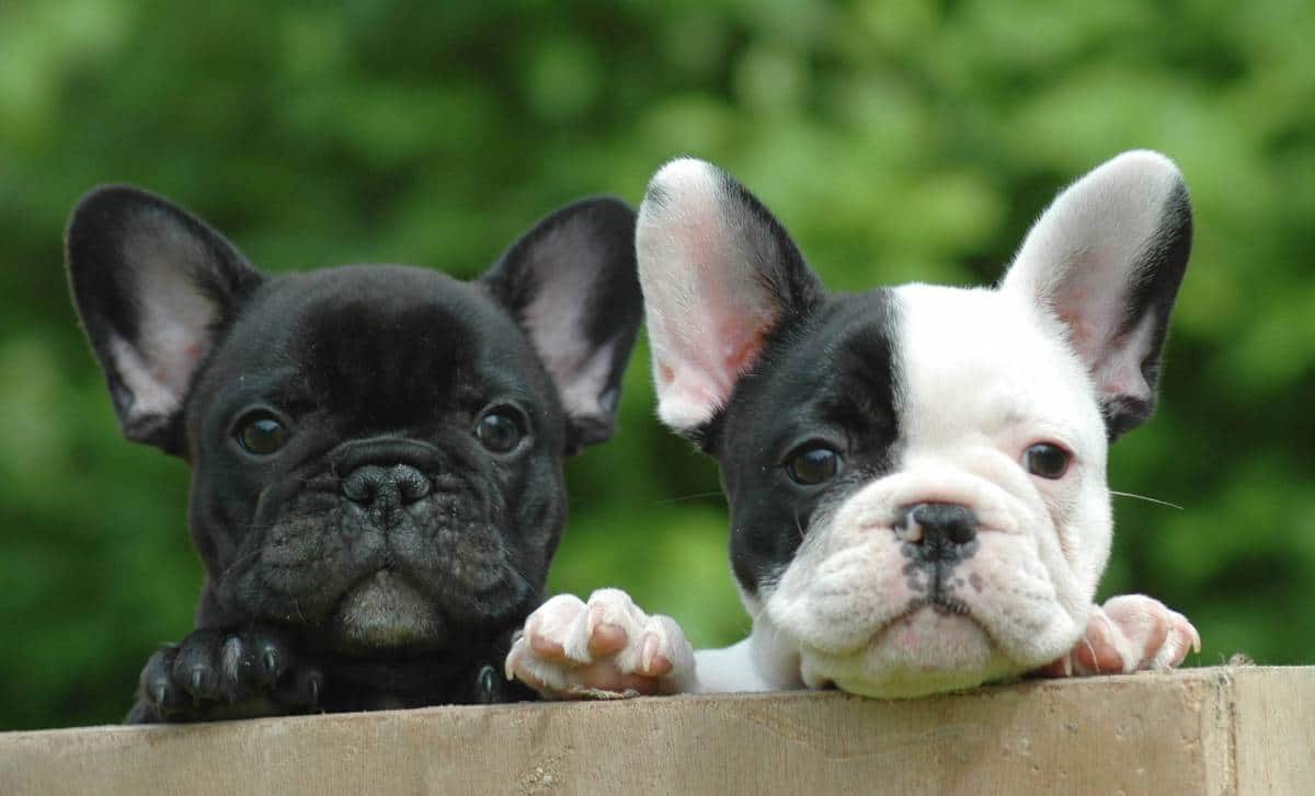 mini french bulldog