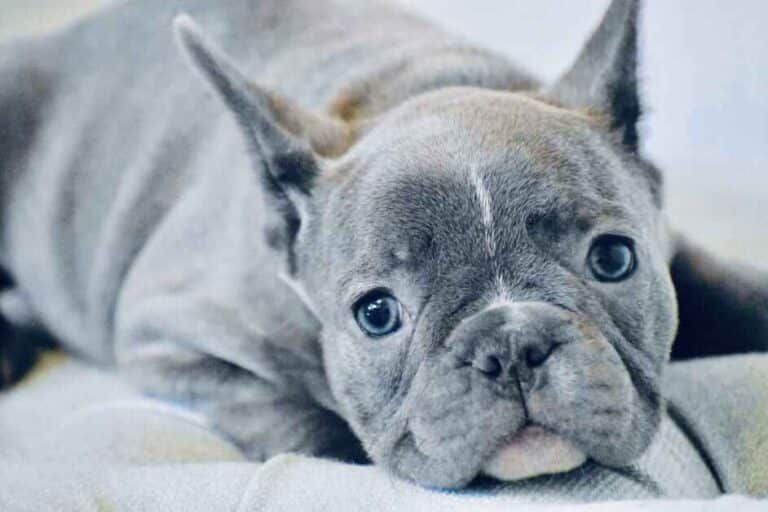 blue frenchie puppy