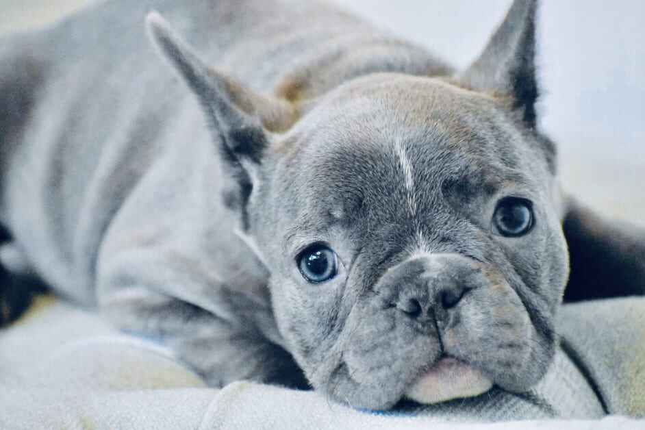 blue frenchie puppy