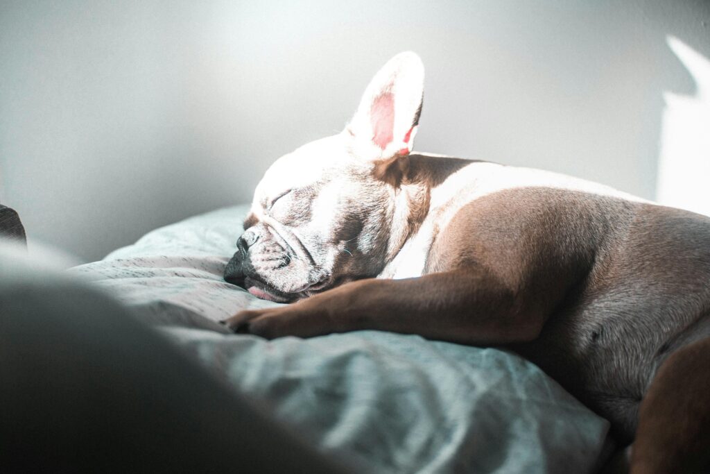 French Dog