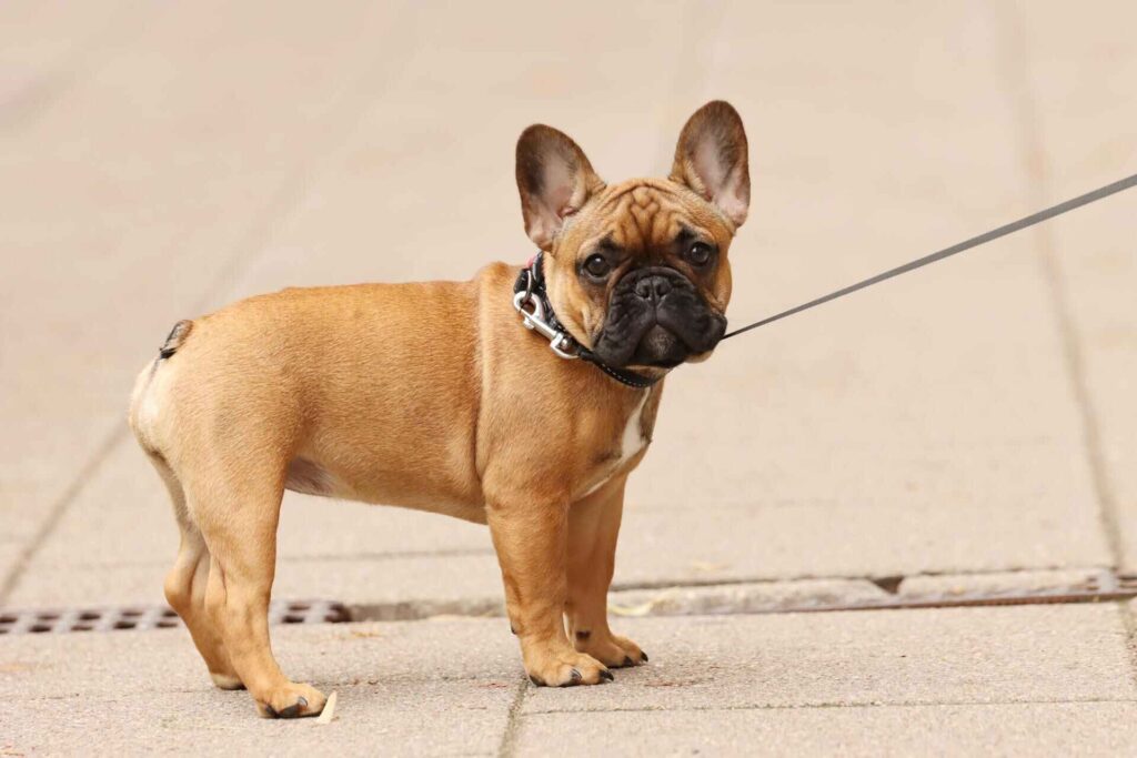 french bulldog puppy