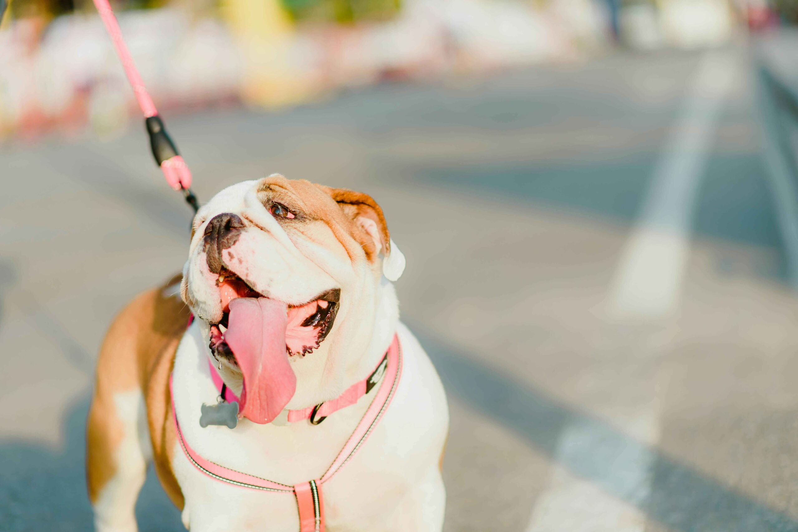 English Bullydog