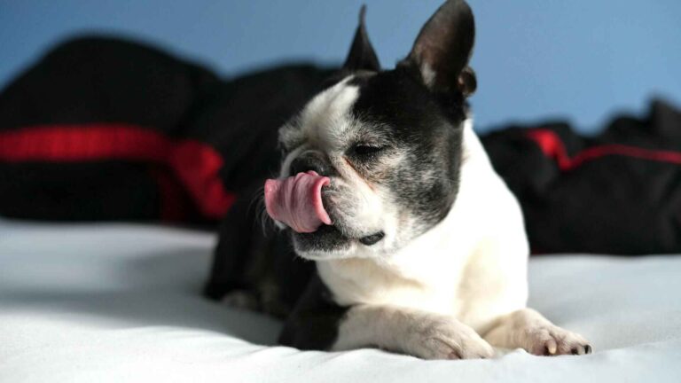 french bulldog licking paws