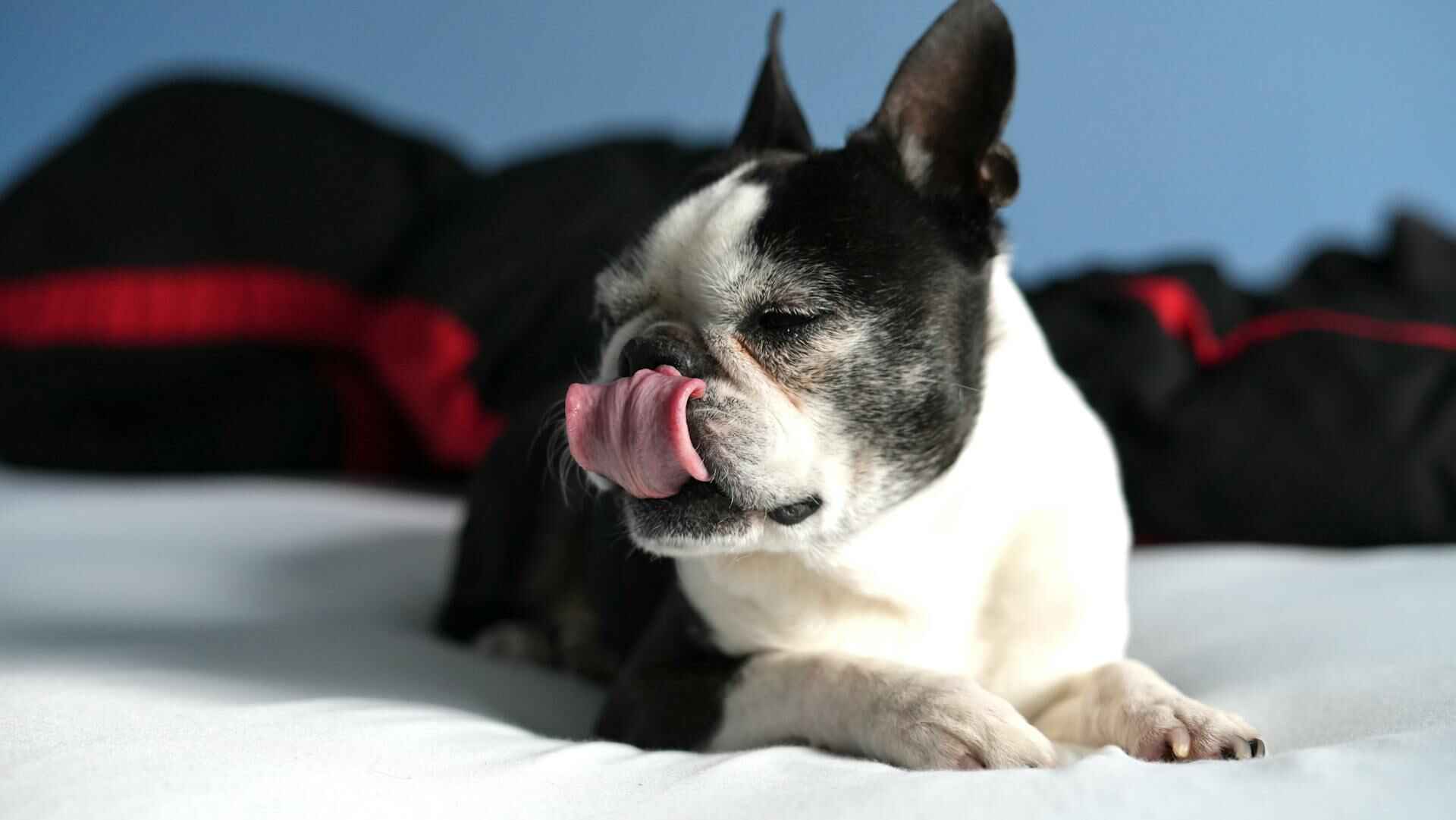 french bulldog licking paws