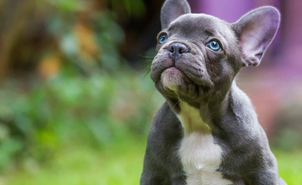 blue frenchie puppy