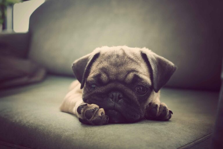 french bulldog puppy