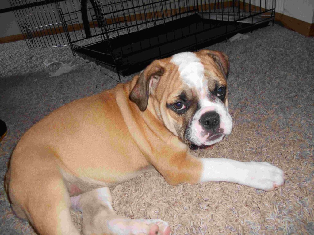 victorian english bulldog puppies