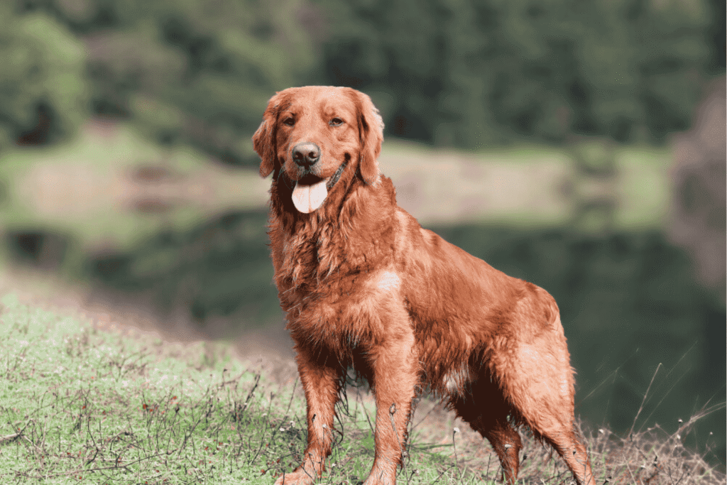 red golden retriever