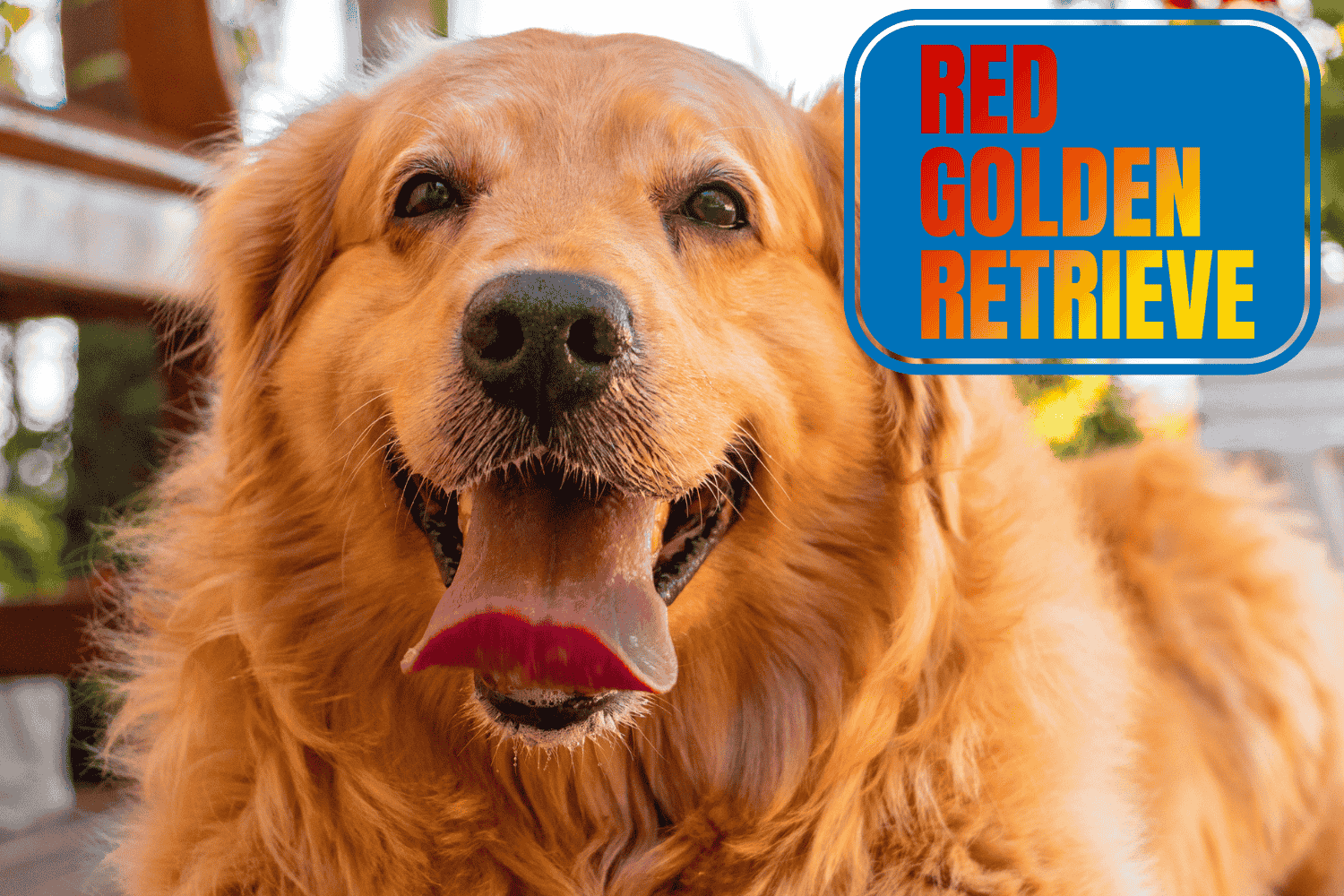 red golden retriever