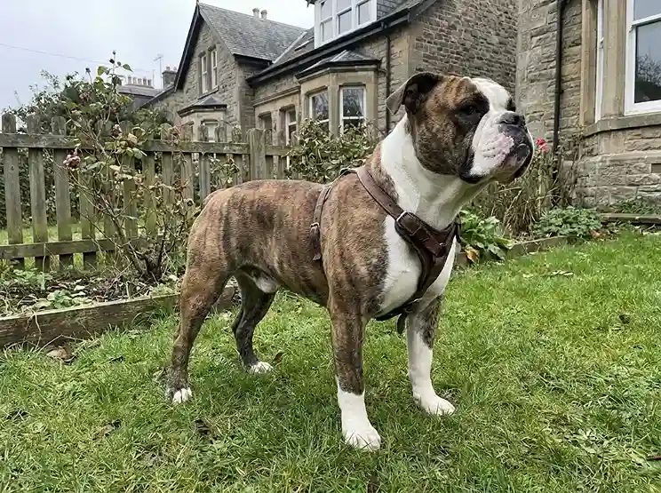 Victorian English Bulldog puppy athletic build compared to English Bulldog