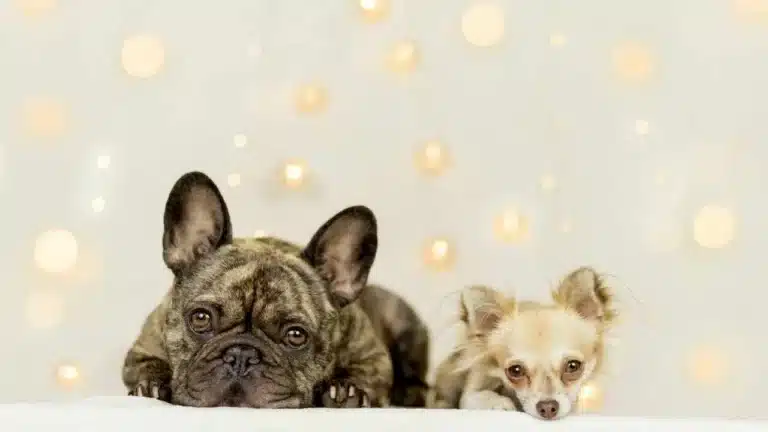 chihuahua mix with french bulldog