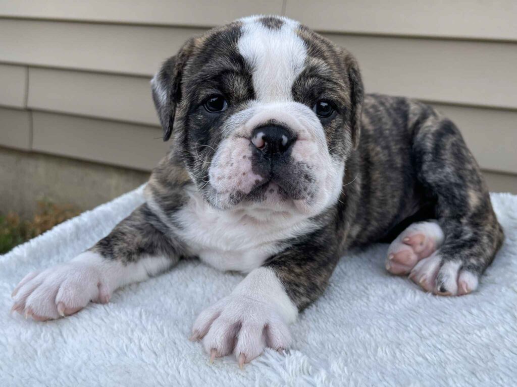 victorian english bulldog puppies