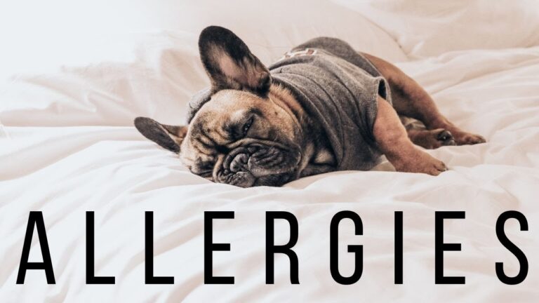 bulldog allergies