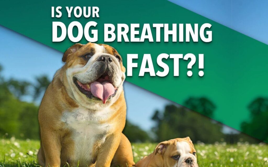 bulldog breathing issues