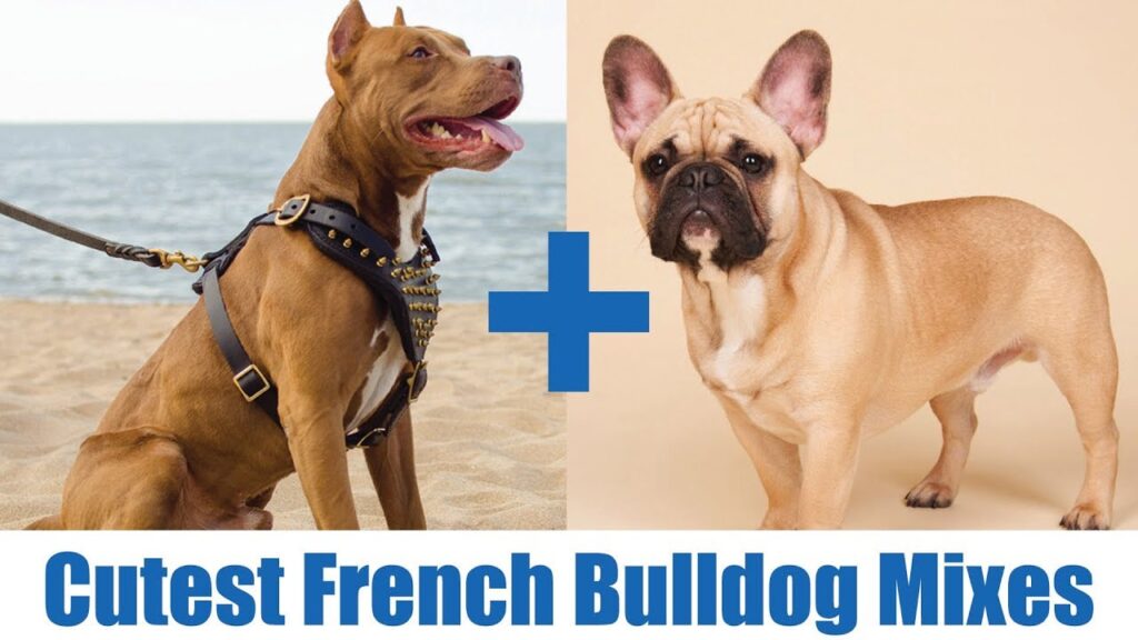 american bully and french bulldog mix