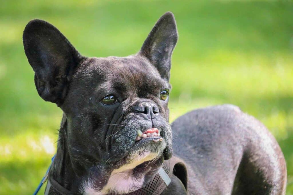 chihuahua mix french bulldog