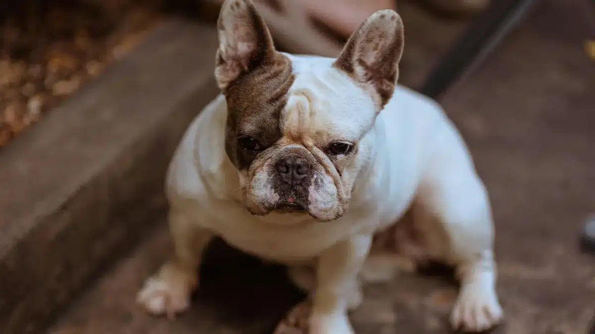 A French Bulldog showing facial skin folds that require regular grooming and yeast prevention.