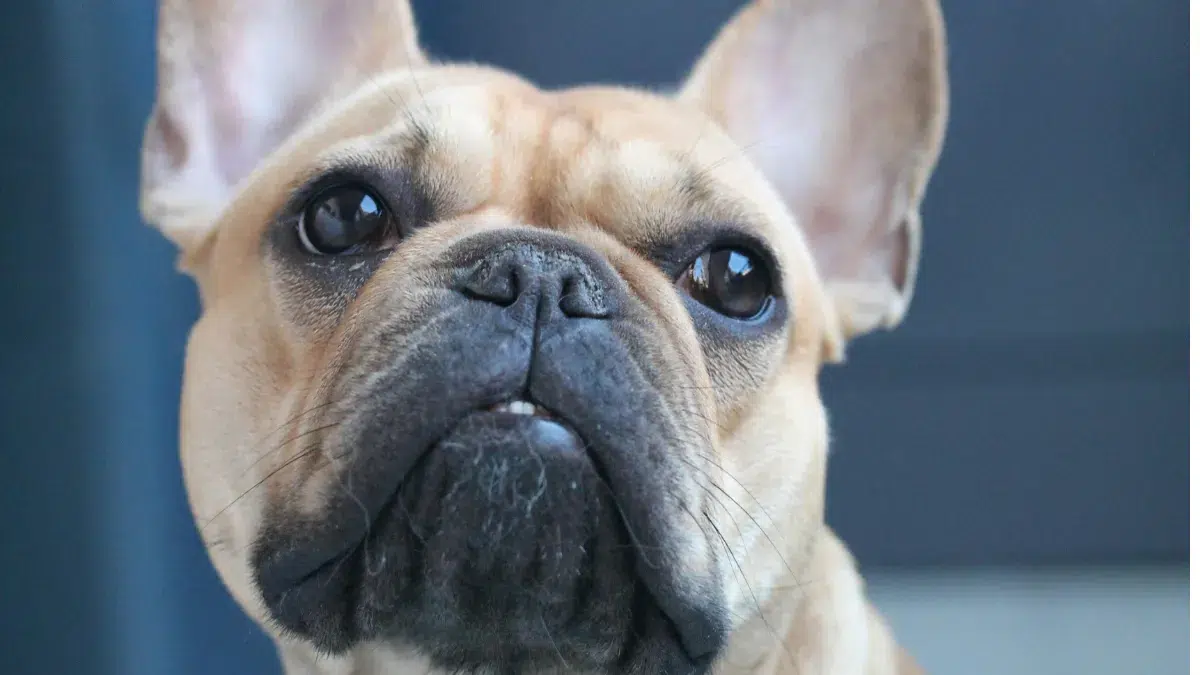 Close-up of a French Bulldog's facial wrinkles and nose fold showing areas prone to tear stains and yeast infections. Close-up of a French Bulldog's facial wrinkles and nose fold showing areas prone to tear stains and yeast infections.