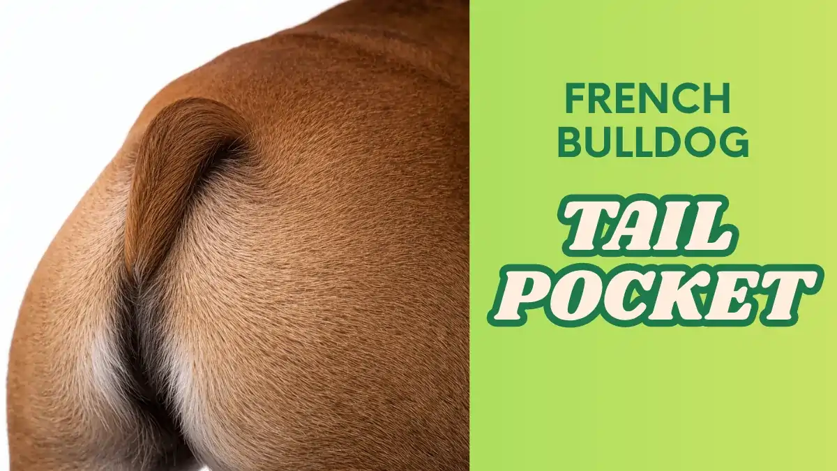 Diagram showing the location of a French Bulldog tail pocket for cleaning and infection prevention.