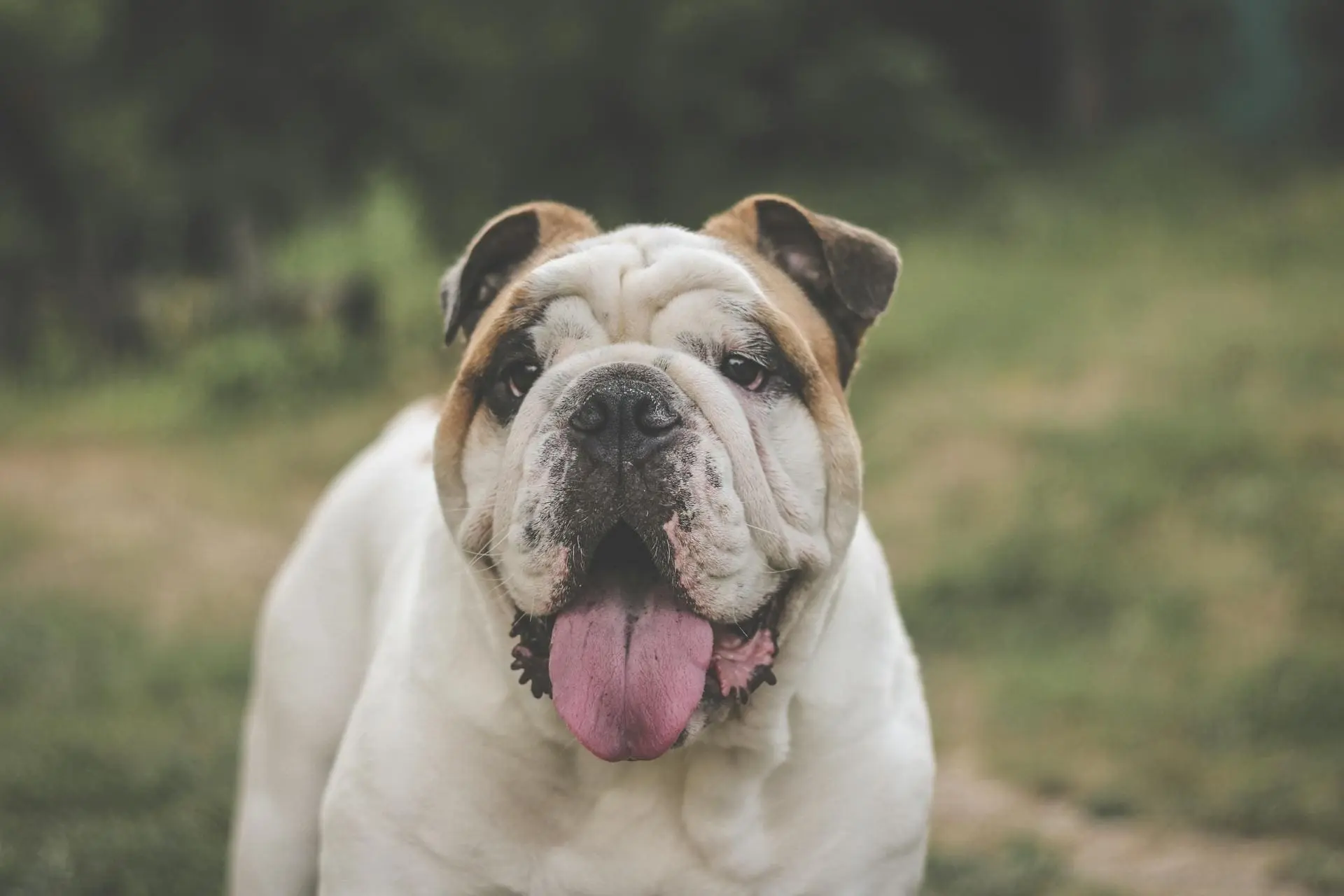Healthy English Bulldog showing facial wrinkles and clear skin after consistent grooming