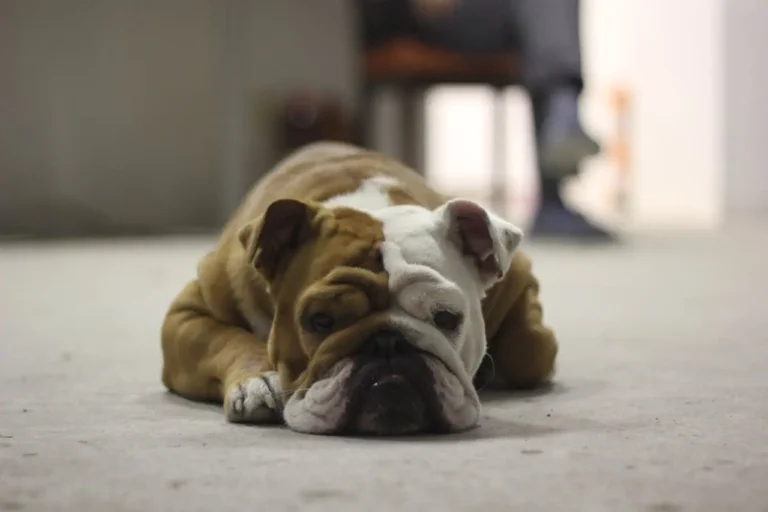 English Bulldog with deep skin folds needing regular cleaning and maintenance