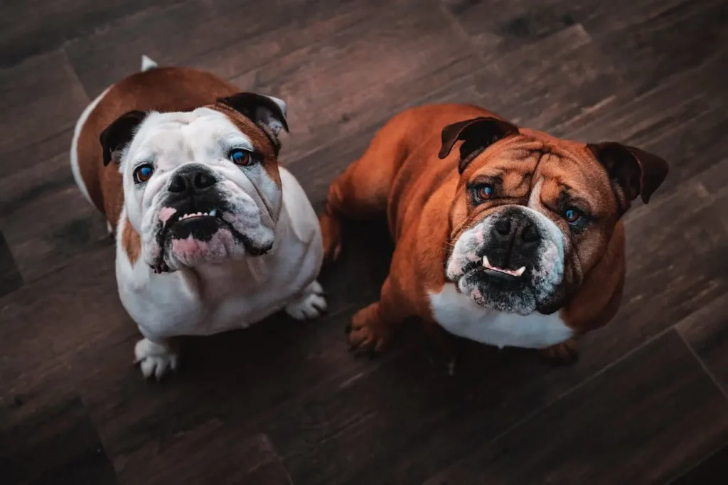 Two English Bulldogs sitting on a wood floor showing variation in skin folds and tail sets