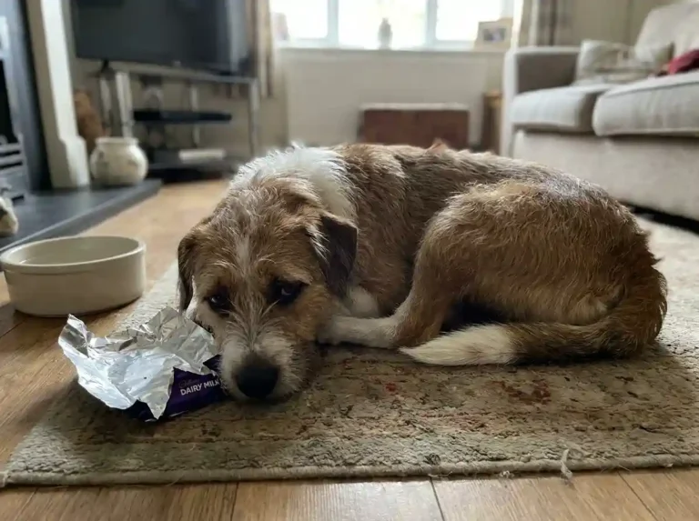 chocolate poisoning symptoms in dogs