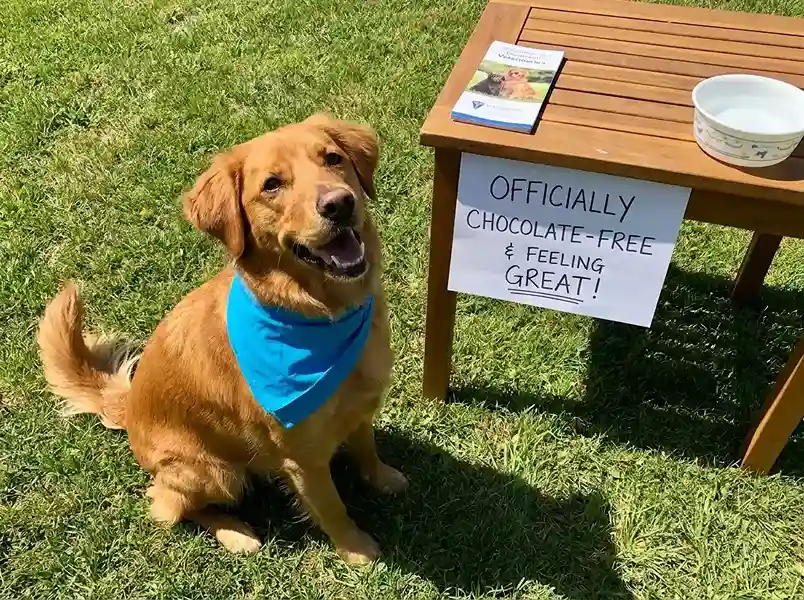 dog recovering after chocolate ate what to do