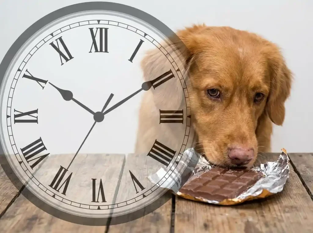how long after eating chocolate will a dog get sick