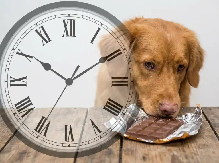 how long after eating chocolate will a dog get sick