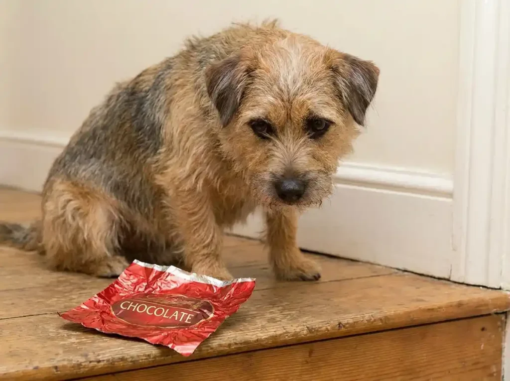 how much chocolate is toxic to dogs