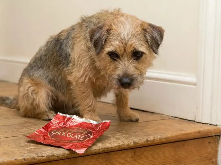 how much chocolate is toxic to dogs